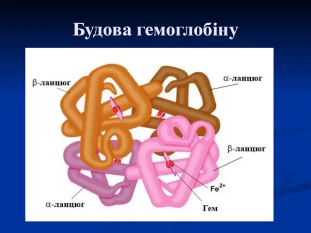 Будова гемоглобіну