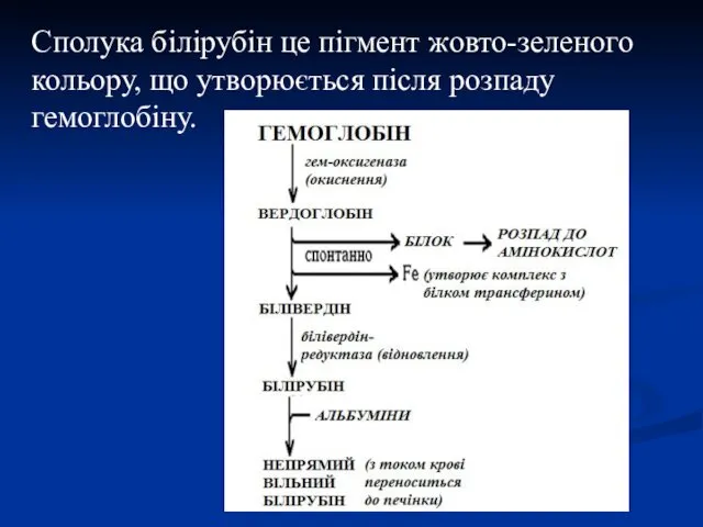 Сполука білірубін це пігмент жовто-зеленого кольору, що утворюється після розпаду гемоглобіну.