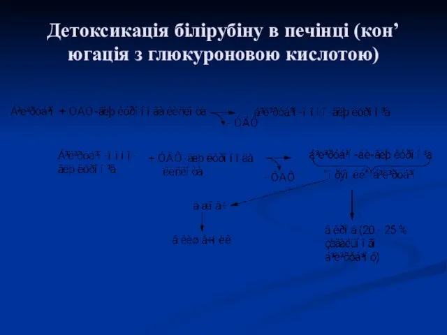 Детоксикація білірубіну в печінці (кон’югація з глюкуроновою кислотою)