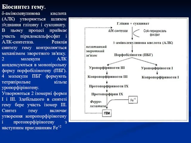 Біосинтез гему. δ-амінолевулинова кислота (АЛК) утворюється шляхом з'єднання гліцину і сукцинату.