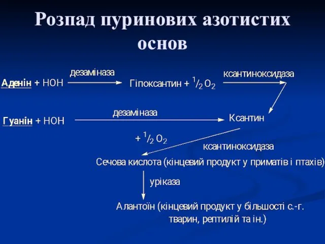 Розпад пуринових азотистих основ