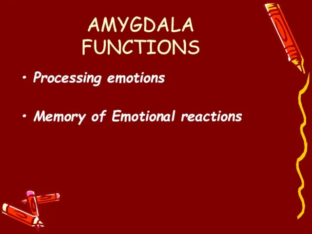 AMYGDALA FUNCTIONS Processing emotions Memory of Emotional reactions