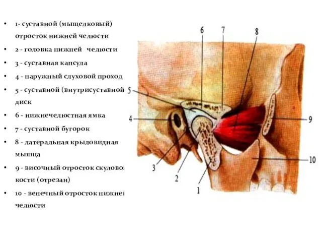 1- суставной (мыщелковый) отросток нижней челюсти 2 - головка нижней челюсти