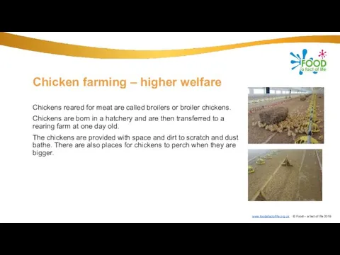 Chicken farming – higher welfare Chickens reared for meat are called