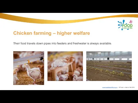 Chicken farming – higher welfare Their food travels down pipes into