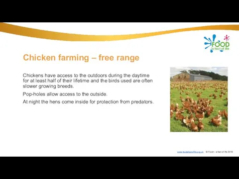 Chicken farming – free range Chickens have access to the outdoors