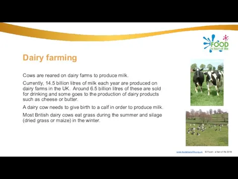 Dairy farming Cows are reared on dairy farms to produce milk.