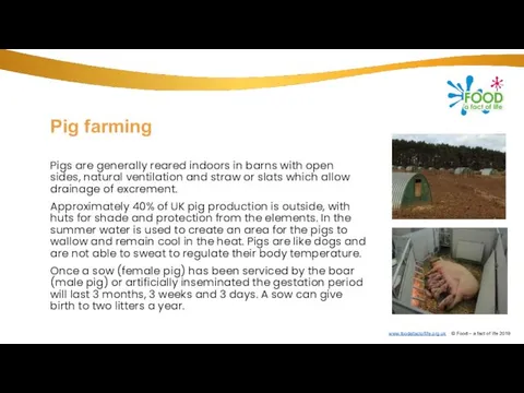 Pig farming Pigs are generally reared indoors in barns with open