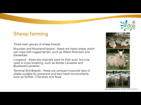 Sheep farming Three main groups of sheep breeds: Mountain and Moorland/Upland