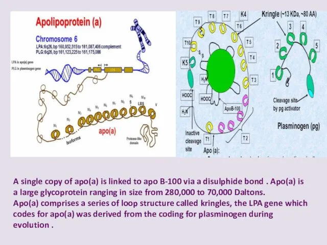 A single copy of apo(a) is linked to apo B-100 via