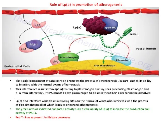 The apo(a) component of Lp(a) particle promotes the process of atherogenesis