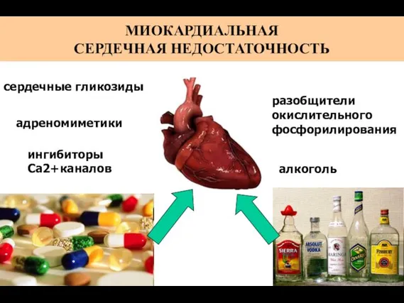 алкоголь МИОКАРДИАЛЬНАЯ СЕРДЕЧНАЯ НЕДОСТАТОЧНОСТЬ сердечные гликозиды адреномиметики ингибиторы Са2+каналов разобщители окислительного фосфорилирования