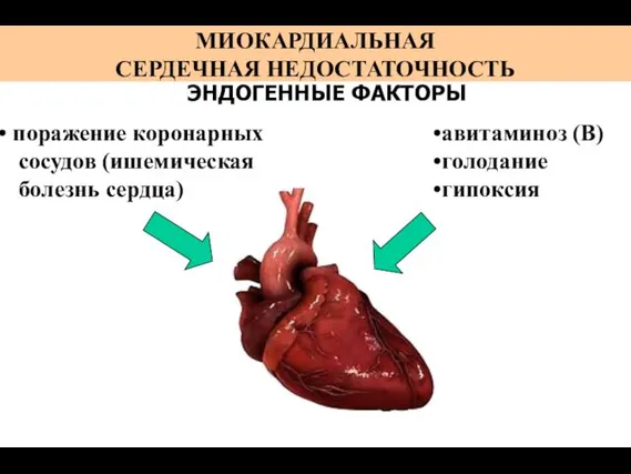 МИОКАРДИАЛЬНАЯ СЕРДЕЧНАЯ НЕДОСТАТОЧНОСТЬ ЭНДОГЕННЫЕ ФАКТОРЫ авитаминоз (В) голодание гипоксия поражение коронарных сосудов (ишемическая болезнь сердца)