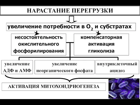 НАРАСТАНИЕ ПЕРЕГРУЗКИ увеличение потребности в О2 и субстратах несостоятельность окислительного фосфорилирования