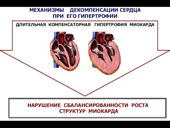 НАРУШЕНИЕ СБАЛАНСИРОВАННОСТИ РОСТА СТРУКТУР МИОКАРДА МЕХАНИЗМЫ ДЕКОМПЕНСАЦИИ СЕРДЦА ПРИ ЕГО ГИПЕРТРОФИИ ДЛИТЕЛЬНАЯ КОМПЕНСАТОРНАЯ ГИПЕРТРОФИЯ МИОКАРДА