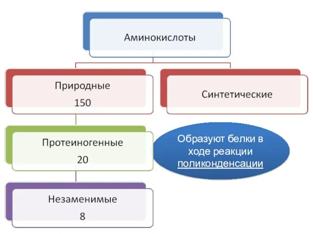 Образуют белки в ходе реакции поликонденсации