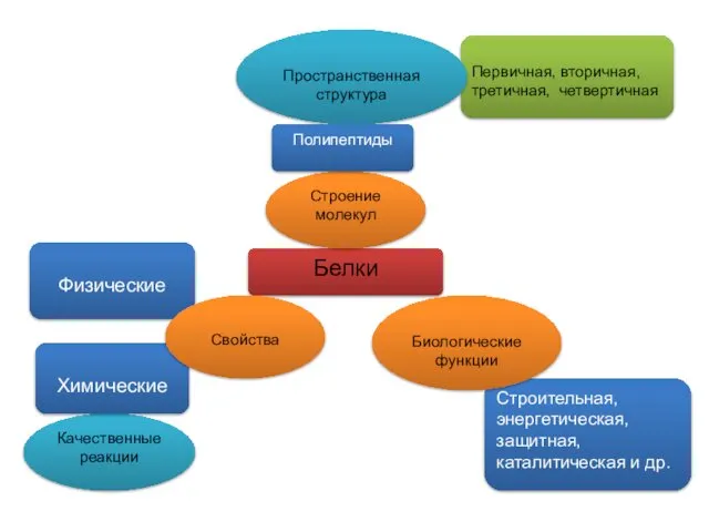 Первичная, вторичная, третичная, четвертичная Белки Качественные реакции Пространственная структура Строение молекул