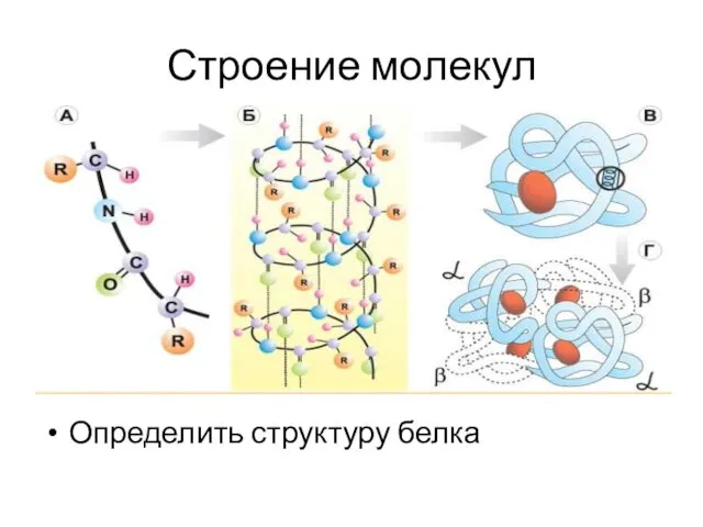 Строение молекул Определить структуру белка