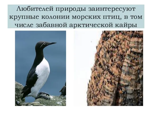 Любителей природы заинтересуют крупные колонии морских птиц, в том числе забавной арктической кайры