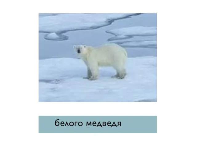 белого медведя
