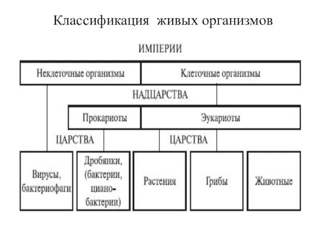 Классификация живых организмов