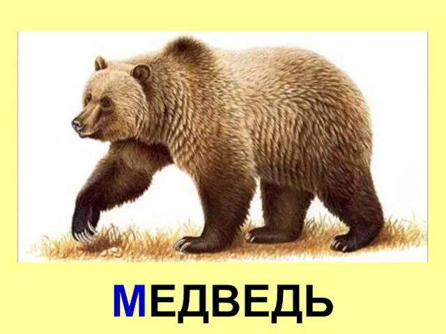 МЕДВЕДЬ