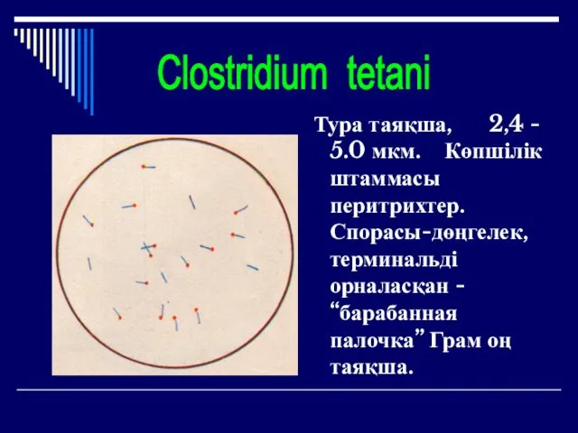 Тура таяқша, 2,4 - 5.0 мкм. Көпшілік штаммасы перитрихтер. Спорасы-дөңгелек, терминальді