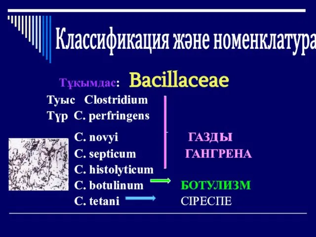 Тұқымдас: Bacillaceae Туыс Clostridium Түр C. perfringens C. novyi ГАЗды C.