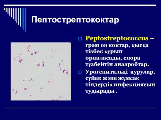 Пептострептококтар Peptostreptococcus –грам оң коктар, қысқа тізбек құрып орналасады, спора түзбейтін