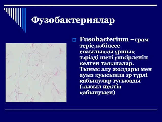 Фузобактериялар Fusobacterium –грам теріс,көбінесе созылыңқы ұршық тәрізді шеті үшкірленіп келген таяқшалар.Тыныс