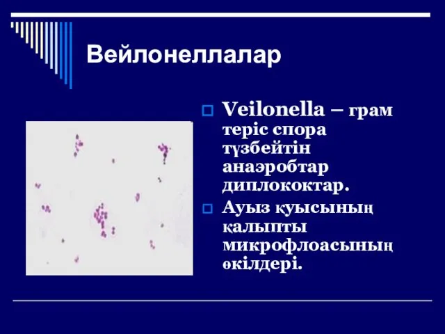 Вейлонеллалар Veilonella – грам теріс спора түзбейтін анаэробтар диплококтар. Ауыз қуысының қалыпты микрофлоасының өкілдері.