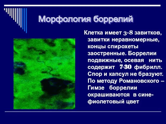 Клетка имеет 3-8 завитков, завитки неравномерные, концы спирохеты заостренные. Боррелии подвижные,