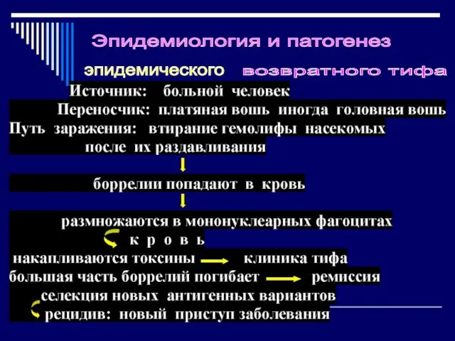 эпидемического Эпидемиология и патогенез возвратного тифа