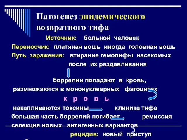 Патогенез эпидемического возвратного тифа Источник: больной человек Переносчик: платяная вошь иногда