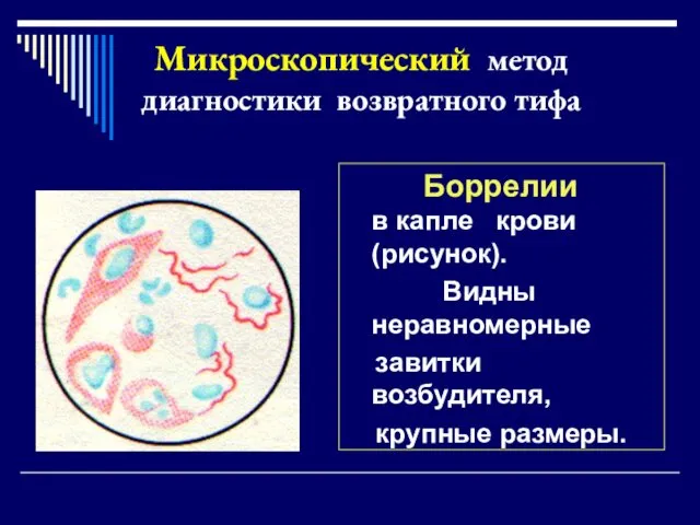 Боррелии в капле крови (рисунок). Видны неравномерные завитки возбудителя, крупные размеры. Микроскопический метод диагностики возвратного тифа