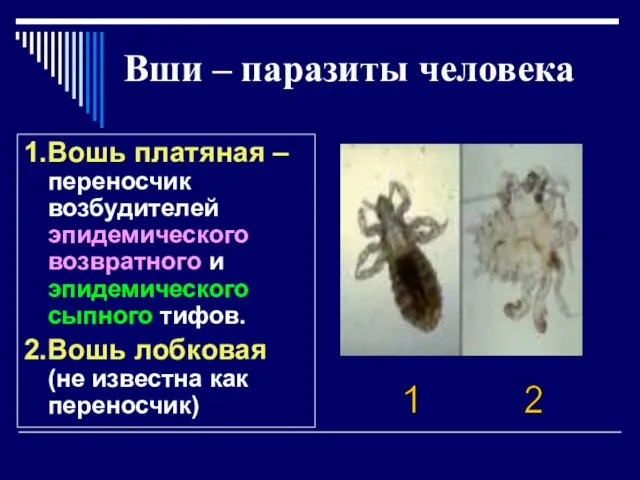 Вши – паразиты человека 1.Вошь платяная – переносчик возбудителей эпидемического возвратного