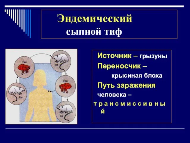 Эндемический сыпной тиф Источник – грызуны Переносчик – крысиная блоха Путь