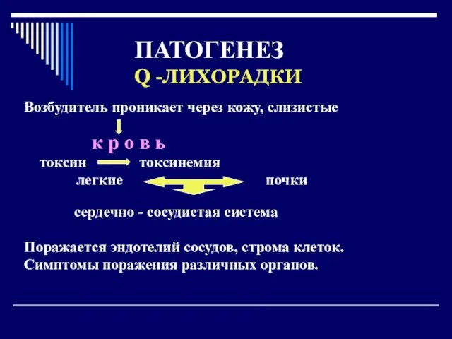 ПАТОГЕНЕЗ Q -ЛИХОРАДКИ Возбудитель проникает через кожу, слизистые к р о