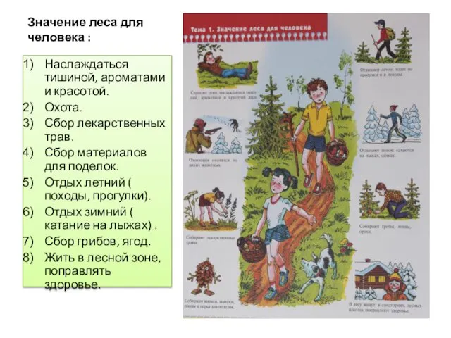 Значение леса для человека : Наслаждаться тишиной, ароматами и красотой. Охота.