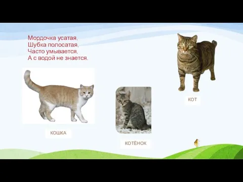 Мордочка усатая, Шубка полосатая, Часто умывается, А с водой не знается. КОТ КОШКА КОТЁНОК