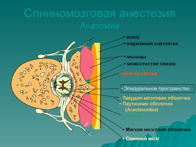 Твердая мозговая оболочка Паутинная оболочка (Arachnoidea) Спинной мозг кожа) подкожная клетчатка