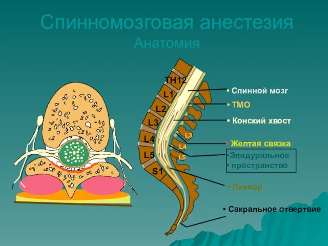 Спинномозговая анестезия Анатомия