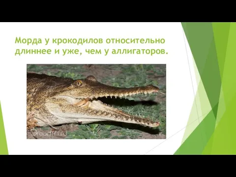 Морда у крокодилов относительно длиннее и уже, чем у аллигаторов.