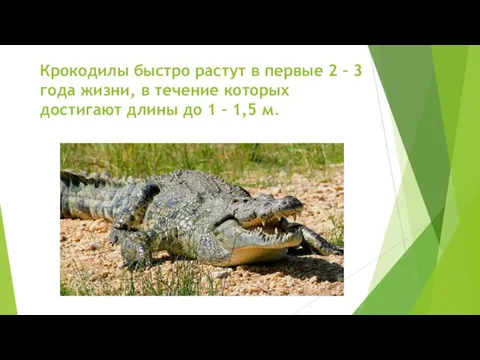 Крокодилы быстро растут в первые 2 – 3 года жизни, в