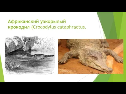 Африканский узкорылый крокодил (Crocodylus cataphractus.