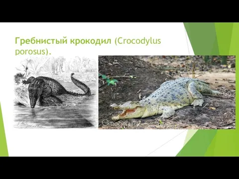 Гребнистый крокодил (Crocodylus porosus).