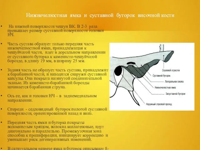 Нижнечелюстная ямка и суставной бугорок височной кости На нижней поверхности чешуи