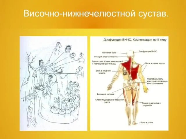 Височно-нижнечелюстной сустав.