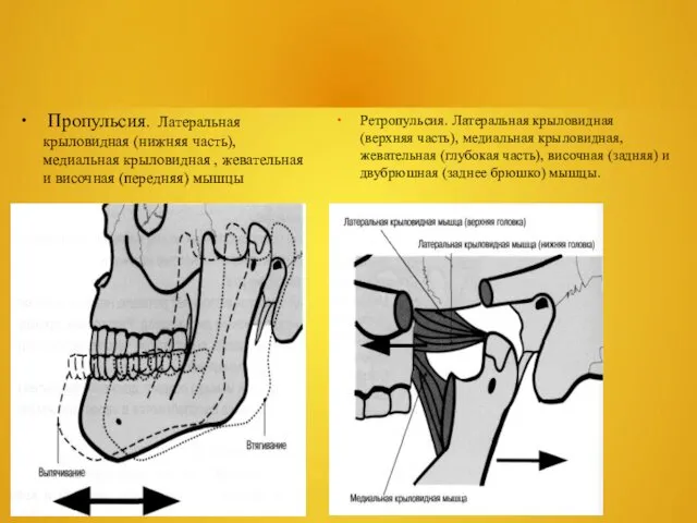 Пропульсия. Латеральная крыловидная (нижняя часть), медиальная крыловидная , жевательная и височная