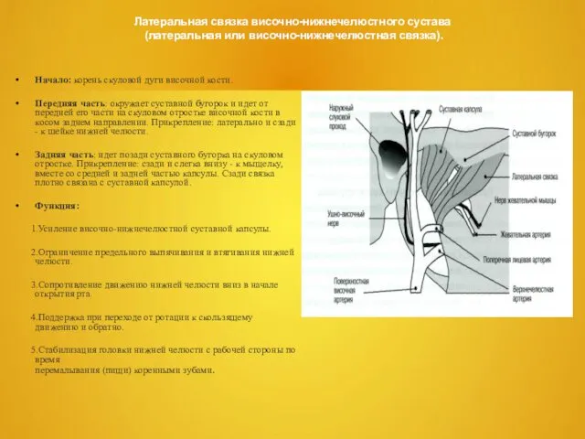 Латеральная связка височно-нижнечелюстного сустава (латеральная или височно-нижнечелюстная связка). Начало: корень скуловой
